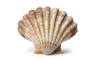 Obraz premium Detailed Scallop Shell with Ridged Texture on White Background