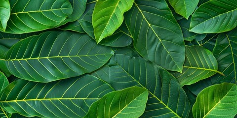 Vibrant green leaves close-up nature background