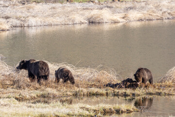 Grizzly Bear Sow and Cubs at a Carcass in Spring in Yellowstone National Park