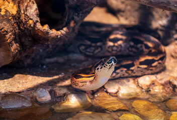 Detail of the Acrantophis dumerili snake's head.
