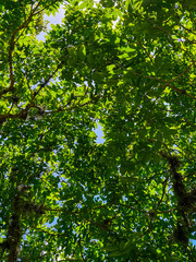 Fototapeta premium fondo de árbol con hojas verdes