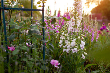 Cottage garden. Close up of pink purple white foxglove flowers blooming in summer garden. Digitalis in blossom. © maryviolet
