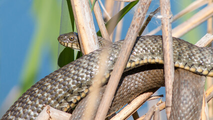 close up of a snake
