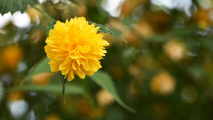 Kerria japonica. Beautiful yellow flower with drops of dew, wet after rain. Flower background,...