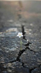 A small white flower grows in the cracks of asphalt road