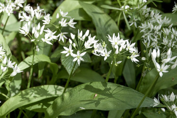flowering allium ursinum known as wild garlic a beautiful and edible plant in its natural habitat