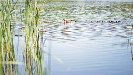 Duck family. duck on the river with ducklings. Mallard and ducklings in a row. wild duck family on the lake, birds swimming, natural background, selective focus