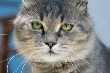 beautiful fluffy kitten. Tabby gray cat outdoors. beautiful kitten, grey cat. a homeless animal with sad eyes. portrait close-up. domestic animal. front view. tears flow from eyes