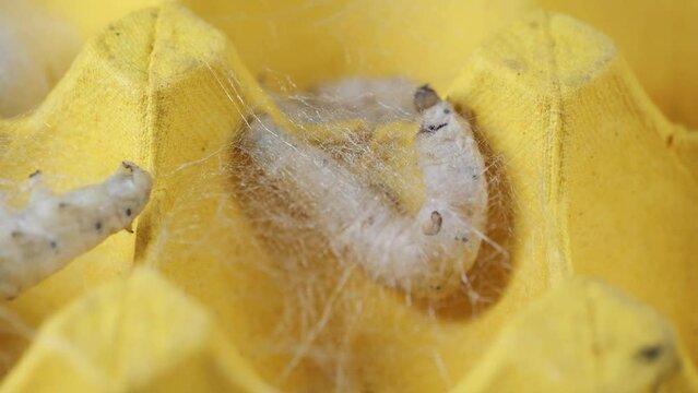The silkworm first starts to spin a hammock of silk to support the cocoon. The hammock is a loose, irregular protective network of silk in which the cocoon will be suspended.time lapse