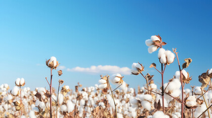 cotton growing at agriculture field on blue sky background