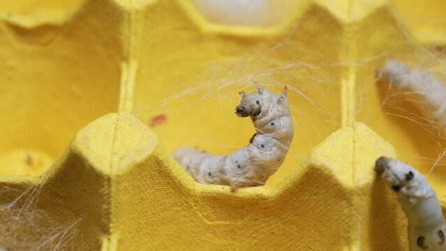 The silkworm first starts to spin a hammock of silk to support the cocoon. The hammock is a loose, irregular protective network of silk in which the cocoon will be suspended.