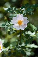 beautiful rosehip flower close up. Rosehip, Rosa canina light pink flowers bloom on the branches, beautiful wild shrub. Rosa woodsii, a variety of rose hips known as woods or indoor rose.