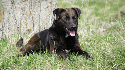 big black dog. dog on the grass. adult purebred dog in spring or summer, lying on the grass, on the lawn or green park on the grass in sunshine. looks at me. home or homeless animal