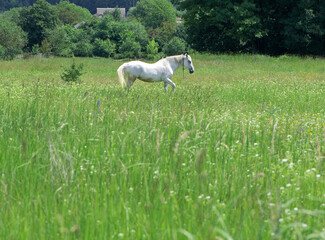 Fototapeta premium field grass. white horse out of focus, on green grass in the field. white horse stands in an agriculture field with juicy grass in sunny weather. strong, hardy and fast animal. grazing in the meadow