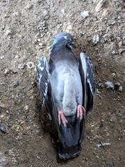 Fototapeta premium A Dead Pigeon Bird on Gravel Ground Passed Away Naturally