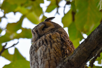 Owl on branch