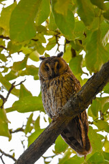 Great horned owl in tree