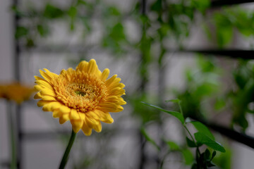 Yellow gerbera flower in the garden. Macro flower photography. Selective focus.