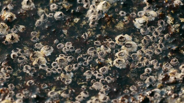 A charming sight of Balanus Glandula, small acorn shells on rocks, pressing tightly to the surface to reveal their hard, volcanic shells.