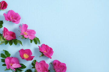 Blue background with rosehip flowers bottom corner. Copyspace
