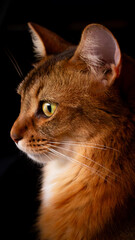 Stunning 1-Year-Old Male Somali Cat Profile in Golden Light