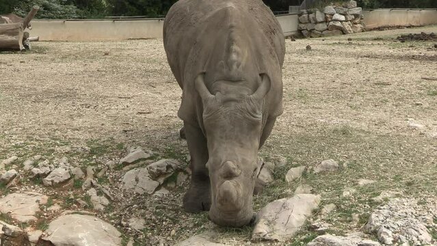 rhinoc&eacute;ros en train de manger, en gros plan.	