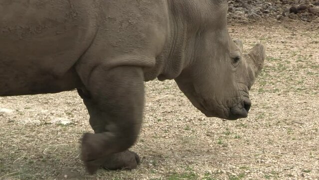rhinoc&eacute;ros, en gros plan, dans leur enclos, parc animalier	