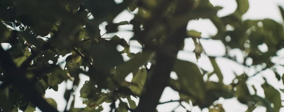 Verschiedene Bl&auml;tter von B&auml;umen im Gegenlicht mit Anamorphen Flares