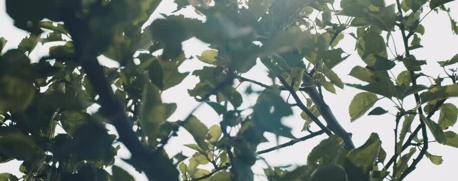 Verschiedene Bl&auml;tter von B&auml;umen im Gegenlicht mit Anamorphen Flares