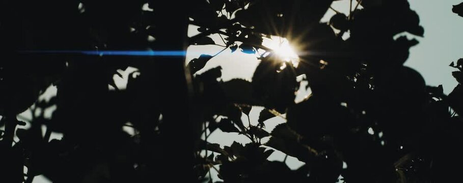 Verschiedene Bl&auml;tter von B&auml;umen im Gegenlicht mit Anamorphen Flares