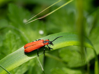 Rüssel-Rotdeckenkäfer