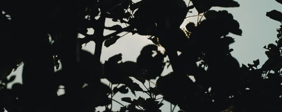Verschiedene Bl&auml;tter von B&auml;umen im Gegenlicht mit Anamorphen Flares