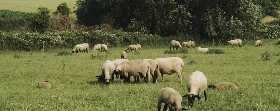 Schafe eingez&auml;unt auf der weide vom Sch&auml;fer Heinrich