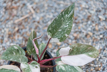 philodendron pink princess pink galaxy in the pot   © rukawajung