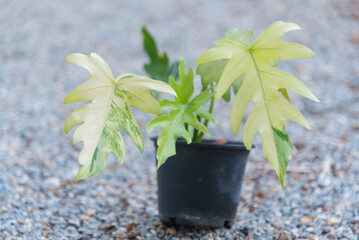 philodendron radiatum varigated in the pot   - Powered by Adobe