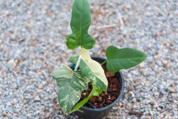 Closeup to Fresh leaf of philodendron florida beauty x mayoi 