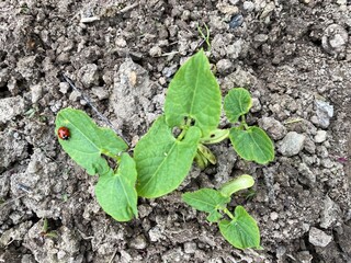 croissance de plants d'haricots verts bio au jardin potager