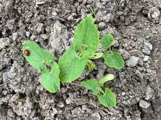 croissance de plants d'haricots verts bio au jardin potager