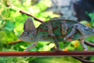 Chameleon. A lizard crawling along a branch in a green terrarium. The zoo in the city of...