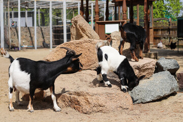 A dwarf goat with baby goats on a stone pedestal. Farm animals in the contact zoo of the city of Chelyabinsk. May 15, 2024