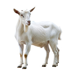 Goat ,isolated on white background