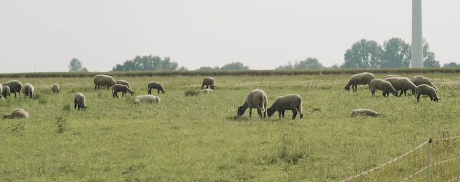 Schafe eingez&auml;unt auf der weide vom Sch&auml;fer Heinrich
