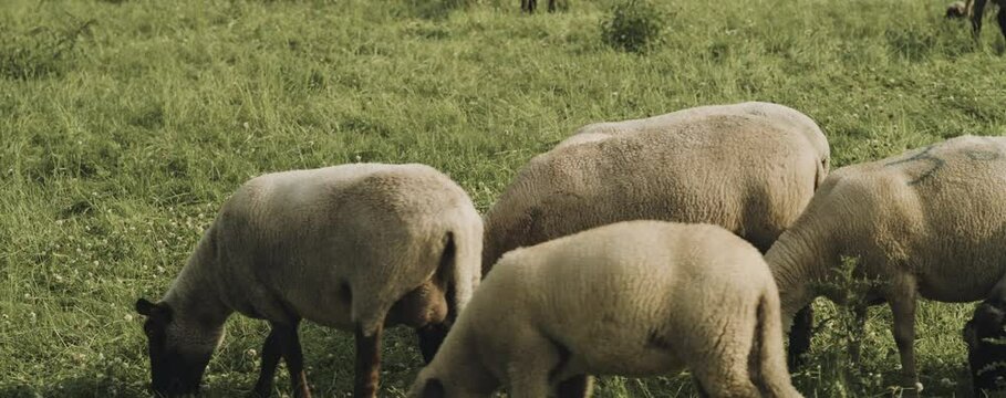 Schafe eingez&auml;unt auf der weide vom Sch&auml;fer Heinrich