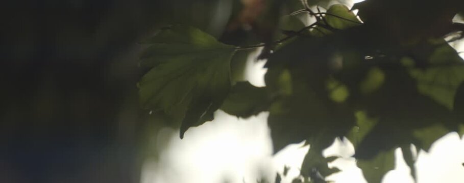 Verschiedene Bl&auml;tter von B&auml;umen im Gegenlicht mit Anamorphen Flares