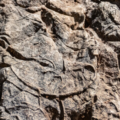 Triadomegalodon gryphoides, fossil bivalve molluscs, at the famous Lake Hintersee, Ramsau, Berchtesgadener Land, Bavaria, Germany © Martin Erdniss