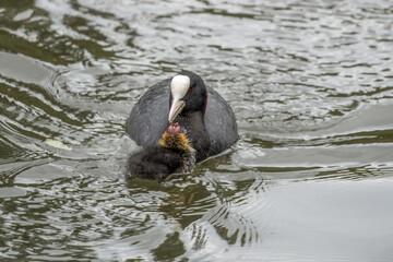 a coot an aquatic bird of the rail family with blackish plumage and lobed feet feeding her chick on...