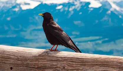 Jackdaw close up with the alps in the background at the famous Rossfeld panorama road near...
