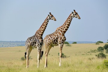 Naklejka premium Giraffes Grazing Peacefully on the Savanna