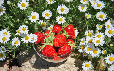 strawberries and flowers. ripe juicy strawberries in a glass bowl among daisies. strawberries and daisies in the garden.