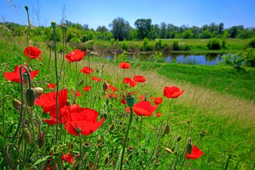 Czerwone maki na łące © grzegorz